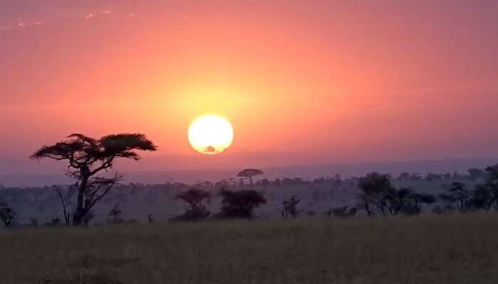 Serengeti Fotografları