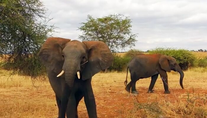 Tanzanya Serengeti Safari